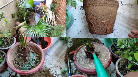 How To Report Palm Root Pruning Root Bound Plant ☘️🌵 Youtube