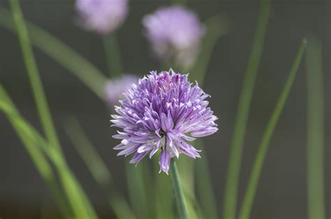 Fotos gratis naturaleza césped al aire libre prado pétalo foto