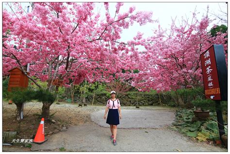 嘉義阿里山》頂湖聚落山林賞櫻秘境櫻王櫻后櫻妾爆炸盛開 天生寶家族