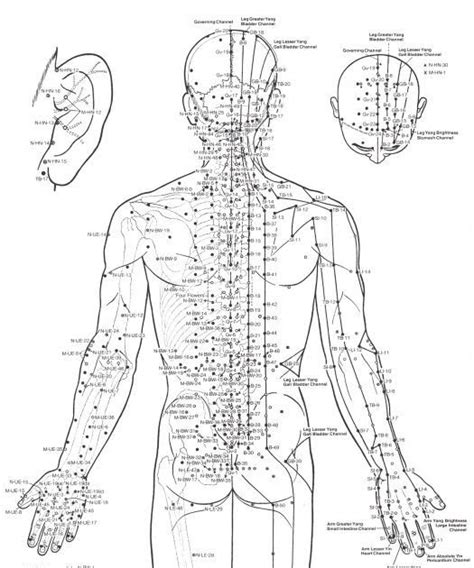 Acupuncture Diagram Points Akupunktur Di Surabaya