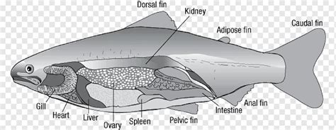 Anatomia Salmão Chinook Órgão Corpo Humano órgãos Internos ângulo