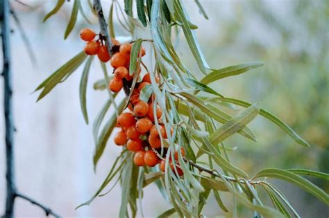 Premium Photo Sea Buckthorn Berries On A Branch