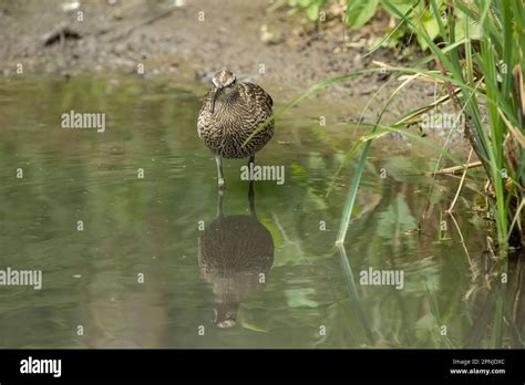 The Little Curlew Numenius Minutus Is A Wader In The Large Bird