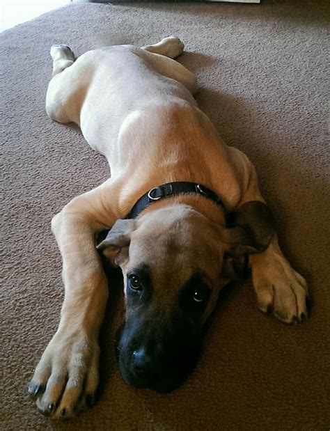 Our English Mastiff/ Great Dane mix puppy at 16 weeks old :) | Large ...