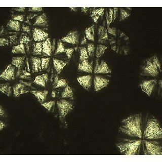 Polarized Light Microscopy Of The Lamellar Phase Anisotropic System