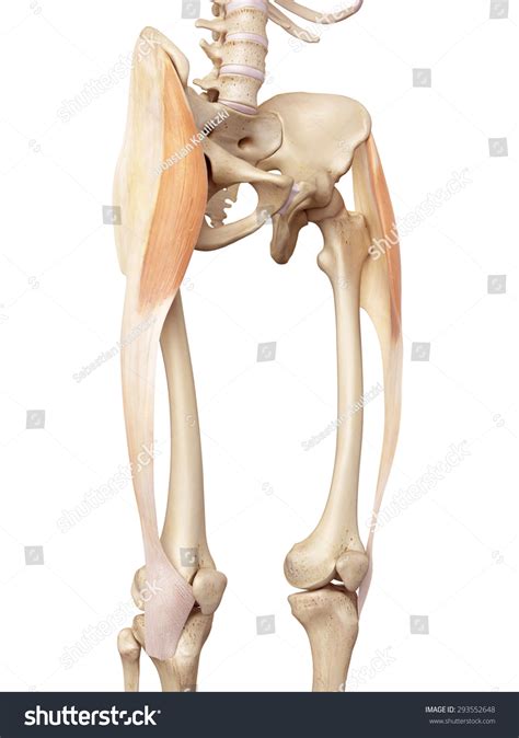 Medical Accurate Illustration Tensor Fascia Lata Stock Illustration 293552648 Shutterstock