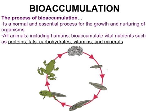 06 bioaccumulation