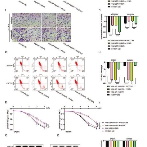 The MiR 19a CLCA4 Axis Regulates Cell Development Of CRC Cells A B