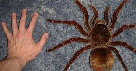 Meet the f***en Goliath Birdeater, largest tarantula in the world