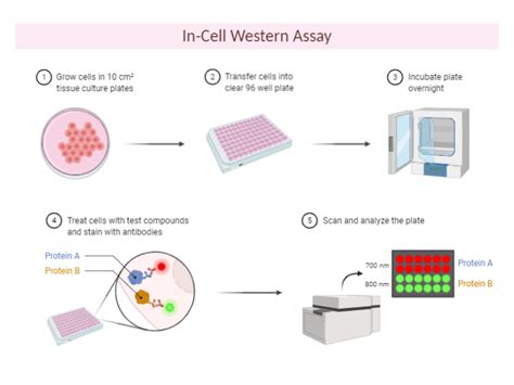 In Cell Western Assay BioRender Science Templates