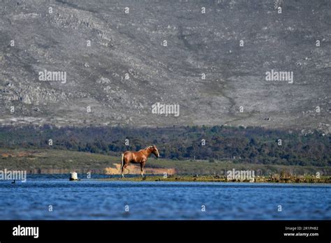 wild horse   bot river  res stock photography  images alamy