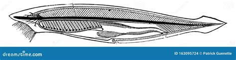 Lancelet Amphioxus Lanceolatus Top Bottom And Inside View Vintage