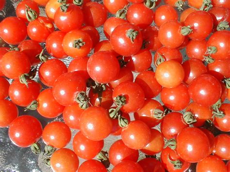 20 Seeds Texas Wild Heirloom Cherry Tomato Sweet Cherry Seeds And Bulbs