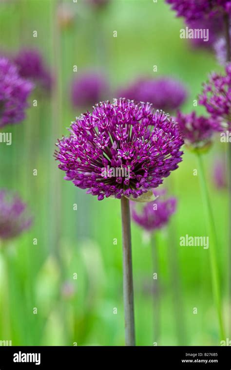 Allium Purple Sensation In An English Garden Stock Photo Alamy