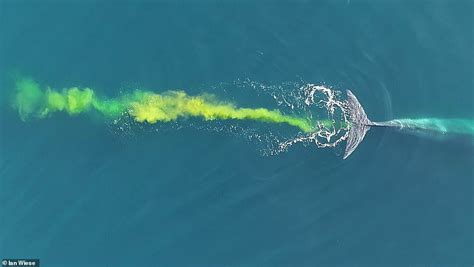 Incredible Moment A Whale Poos In The Ocean Turning The Water A