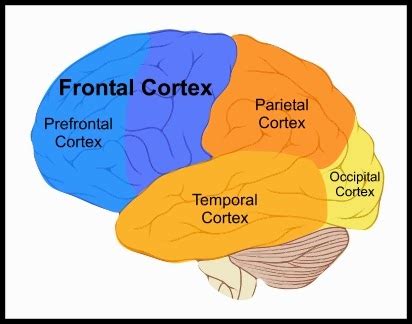 BIG BRAIN TECHNOLOGIES: Brain Cortex Map Part 33d