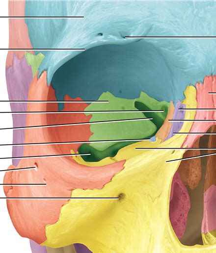 Anterior View Showing The Bones Of The Right Orbit Diagram Quizlet