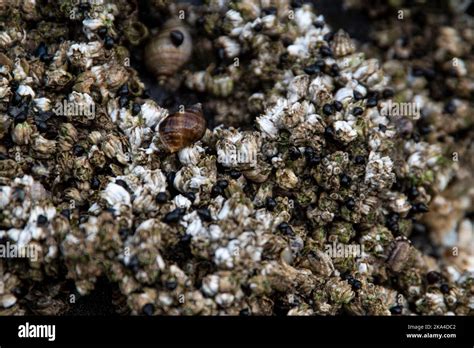 Closeup On Barnacles And Sea Snails During Low Tide You Can See The