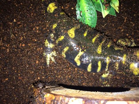 Sick Tiger Salamander Caudata Org Newts And Salamanders Portal