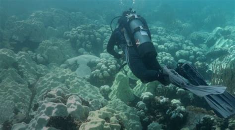 See Maps Of The Largest Ever Deep Sea Coral Reef That Was Discovered In