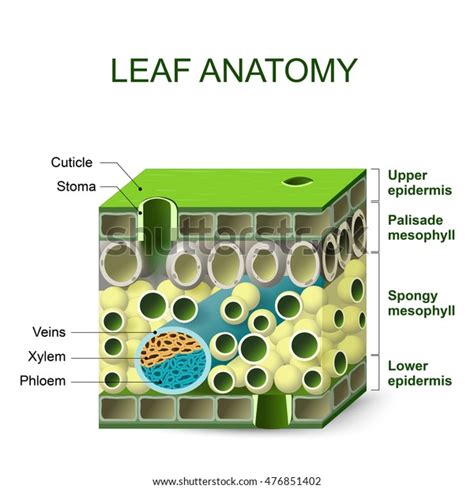 Leaf Anatomy Diagram Leaf Structure Stock Vector (Royalty Free) 476851402 | Shutterstock