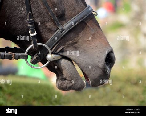 Horse with bit in the mouth Stock Photo - Alamy