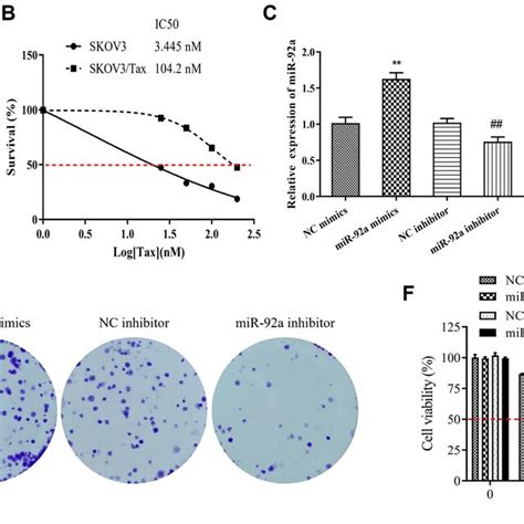 Mir 92a Promotes Skov3 Cell Proliferation Colony Formation And Download Scientific Diagram