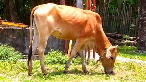 VIDEO SAPI LEMBU KAMPUNG JINAK LUCU BERKELIARAN MENCARI RUMPUT SEGAR