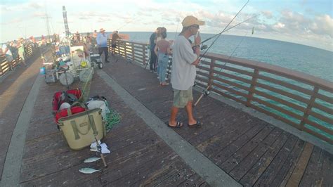 Juno Beach Fishing Pier Snook Mackerel Barracuda Sharks Tarpon