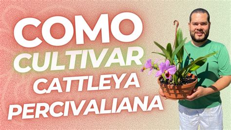 Como Cultivar Orqu Dea Cattleya Percivaliana Youtube