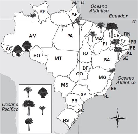 Extrativismo vegetal no Brasil história produtos e cenário atual