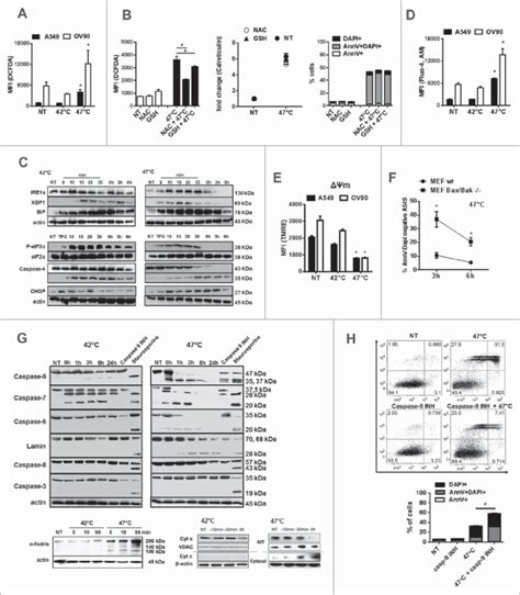 Shs Treatment Of Human Cancer Cells Induces Intracellular Ca 2c Download Scientific Diagram