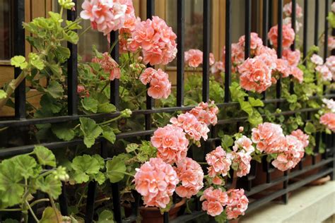 Ivy Geranium Hanging Basket Care Clearance Shop Hit Skku Edu