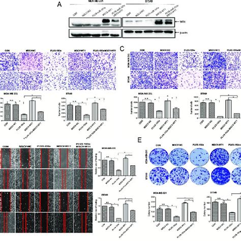 Western Blot Analysis A Wt1 Protein Expression In Mda Mb 231 And