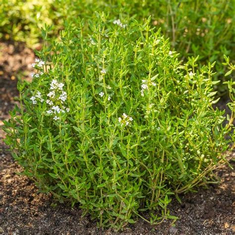 Tymianek Właściwy Sadzonka Thymus Vulgaris Niska Cena Plumeriapl