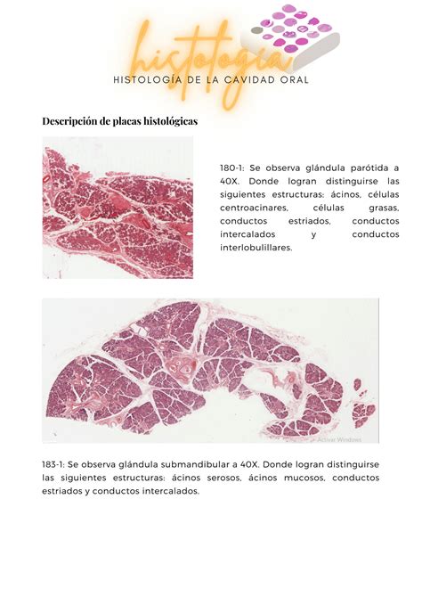 Solution Histolog A De La Cavidad Oral Sistema Gastrointestinal