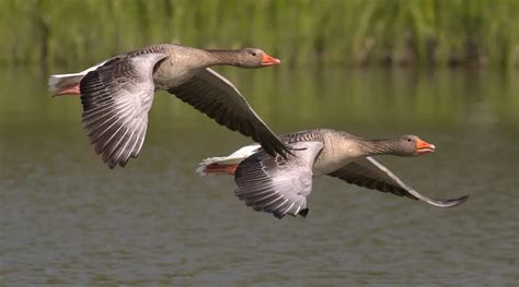 World Migratory Bird Day 2020 विश्व प्रवासी पक्षी दिवस आज जानें