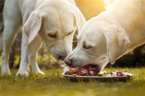 Ernährung Für Hunde Hunde Kausnacks Magazin