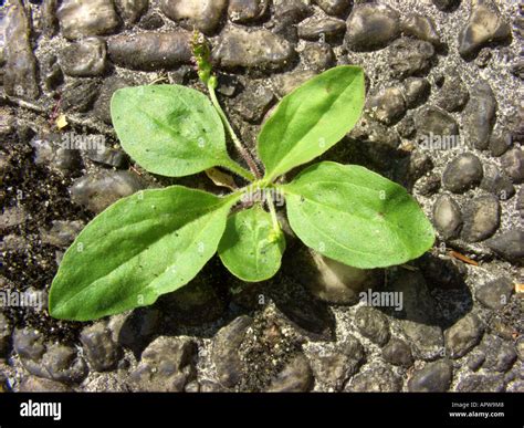 Broadleaf Plantain Seedling