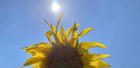 Total Imagen Girasol Mirando Al Sol Abzlocal Mx