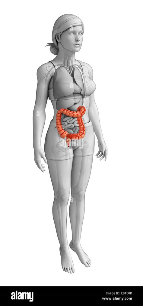 Illustration Of Female Large Intestine Anatomy Stock Photo Alamy