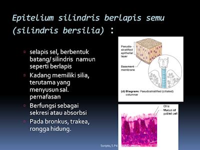 Epitel Silindris (Jaringan Epitel) Dan Jenisnya - Biologisites