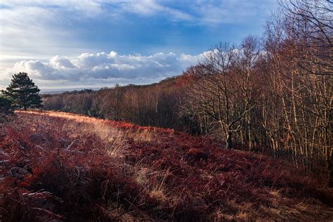 Ashdown Forest East Sussex - UK Landscape Photography