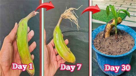 Grow Banana Tree From Banana How To Grow Banana Tree 🍌🍌 Youtube