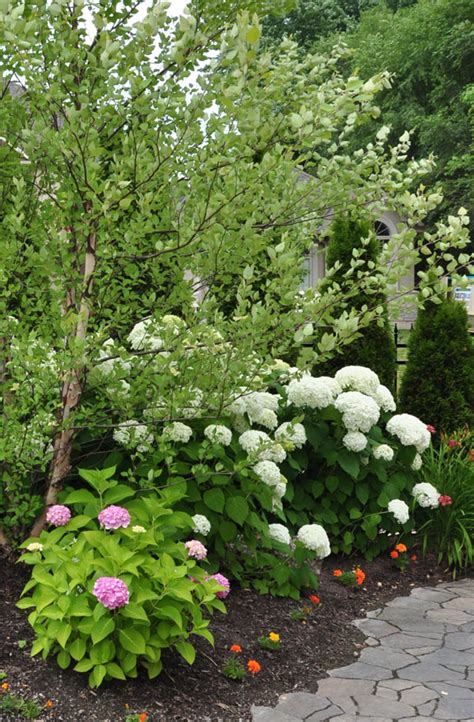 Bobo Hydrangea Companion Plants