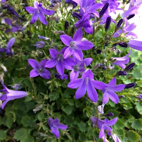 Campanula Portenschlagiana Clockwise Blue Vendita Piante Online