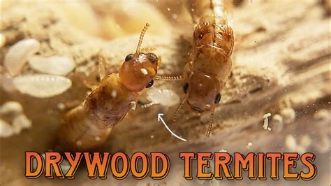 Raising A Drywood Termite Colony Kalotermitidae Youtube