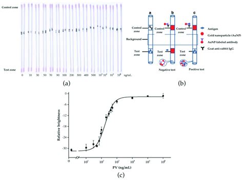 A Colloidal Gold Immunochromatography Assay In Modified Glass Download Scientific Diagram