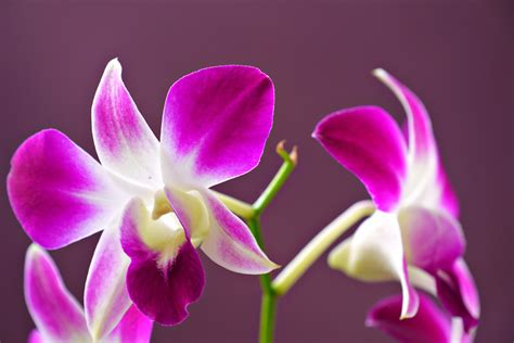 Dendrobium Orchidées Fleurs Photo gratuite sur Pixabay Pixabay