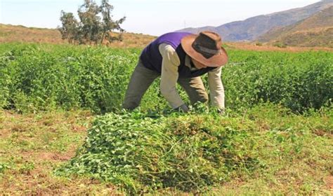 Agro Rural Destin Cerca De S Millones Para Atender Peque A